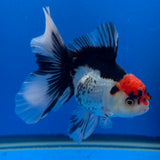 Thai Oranda Red Cap Panda 3.00" Body Female (FEB-784)R1B03