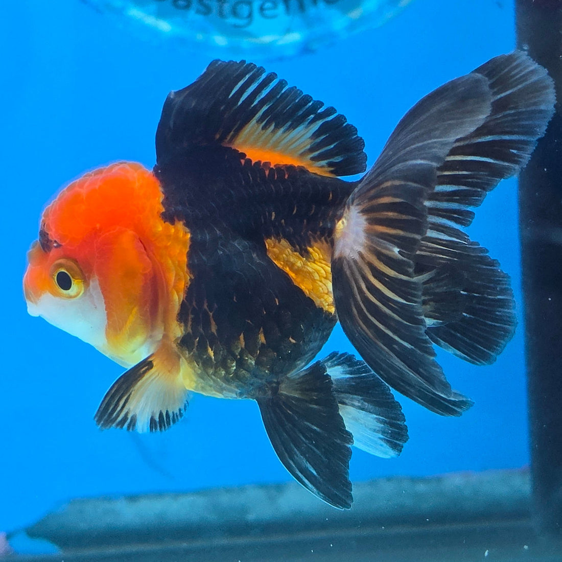 Thai Oranda Apache body breed 2.5" Body Female 6mths(FEB-565)R3B22