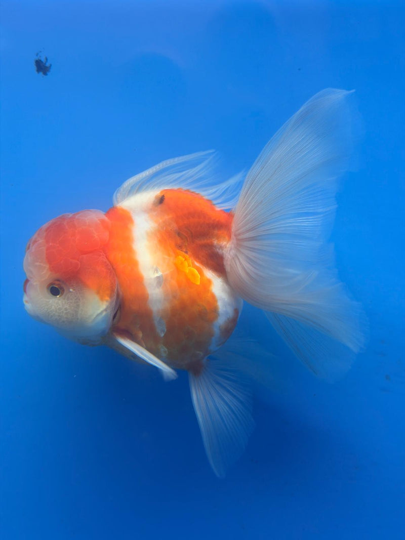 Thai Red & White Sakura 4” Body Female(FEB-403)BLUETUBD