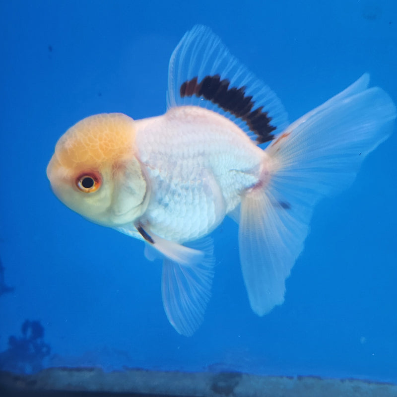 Thai Oranda White Lemonhead-Tri  2.5 F (FEB-177)R3A07