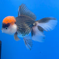Thai Oranda Red Cap Panda 3.5” Female(FEB-718)R1B07