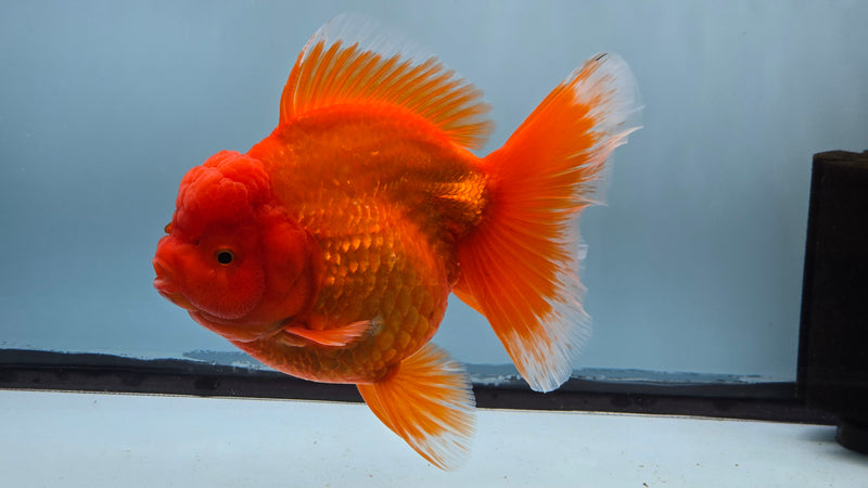Thai Premium Super Jumbo Red/White 5.50 inch Body Oranda Female (CRP-JO1019)