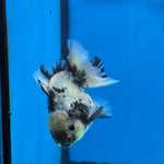 Thai Oranda Lemon Head Granite Shogun Farm 3.2" Body Female 6mths(FEB-578B)R3B02