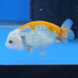 Thai Ranchu Red White Calico 2.00" Body Female (FEB-872)R2B06
