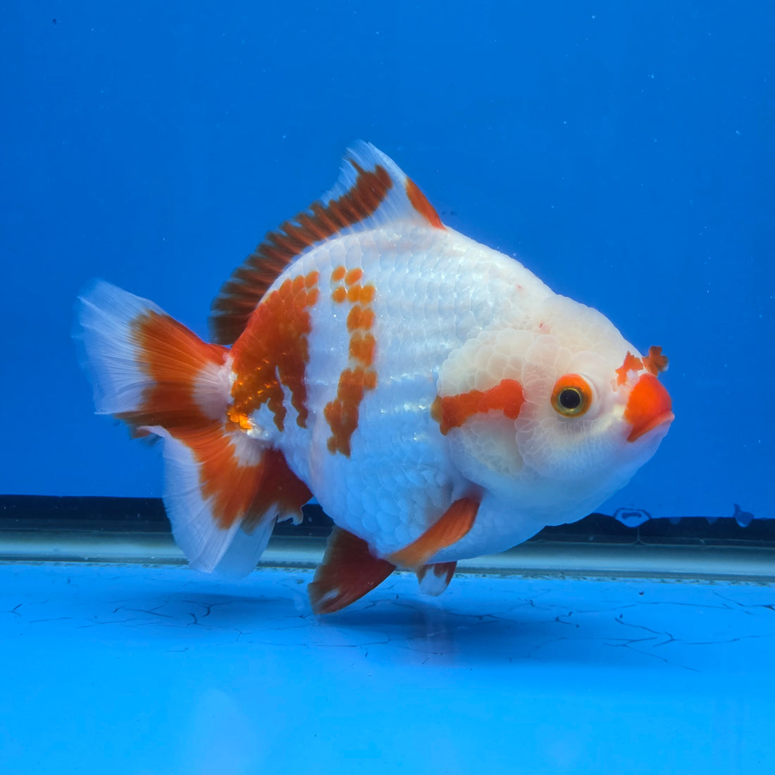 Thai Oranda Yuanbao Red and White 5.00" Body Female (FEB-737)R2A09