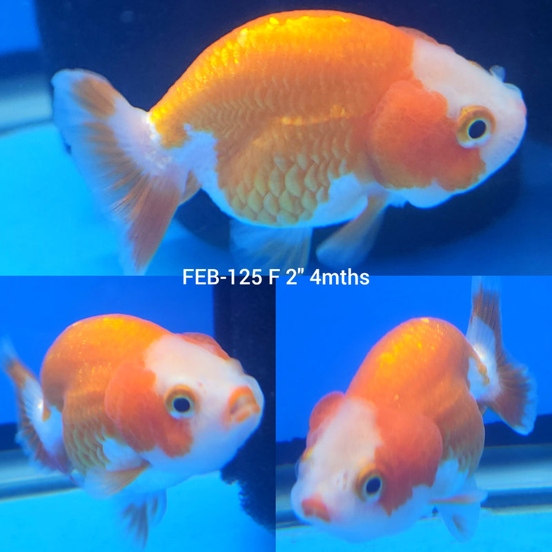 Red & White Ranchu 2” Body Female (FEB-125)R3B12