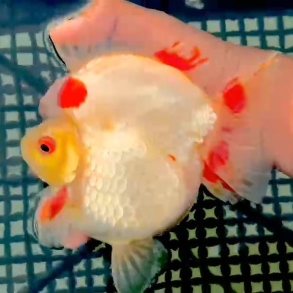 Thai Premium Jumbo Red/White Ryukin 4.50 inch Body (QGF-JO1047)