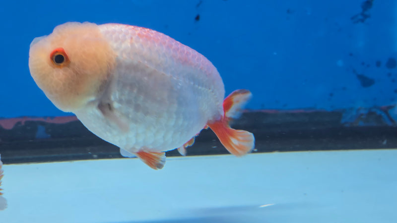 Thai Red/White Lionchu Ranchu 2.75 inch Body Male (NNN-2086)R4C08