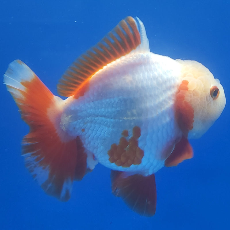 Thai Jumbo Oranda Red 4.5in Female (FEB-239)BLUETUB1