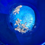 Short Body Platinum Butterfly Koi A GRADE