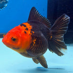 Thai Oranda Jumbo Breed Apache 3.5" Body Female (FEB-609)