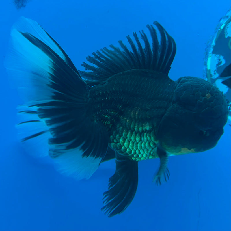 Thai Oranda Super Black 3.5" Female(FEB-425)R2A01