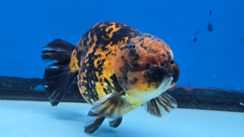 Thai Calico Red Tiger 4.00 inch Body Male (CK-066)R1A12