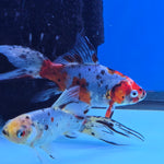 Shubunkin Goldfish 5.00 inch