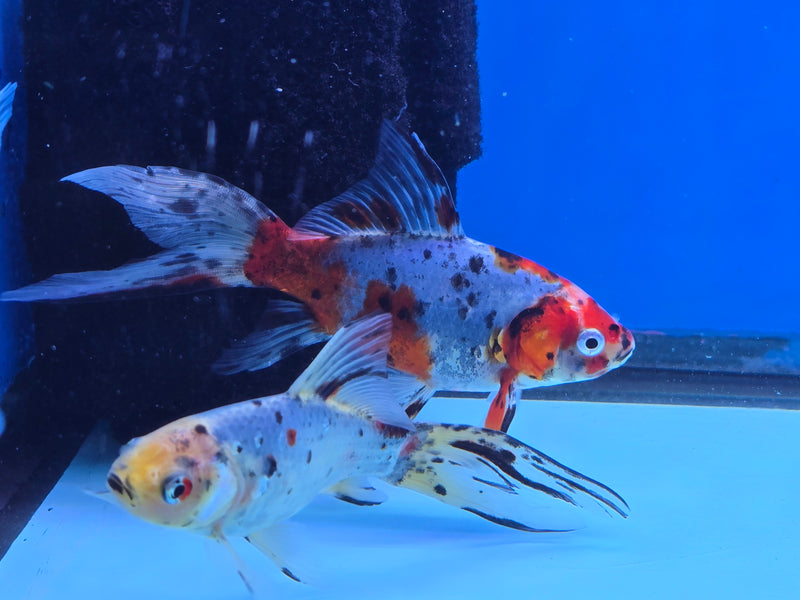 Shubunkin Goldfish 5.00 inch