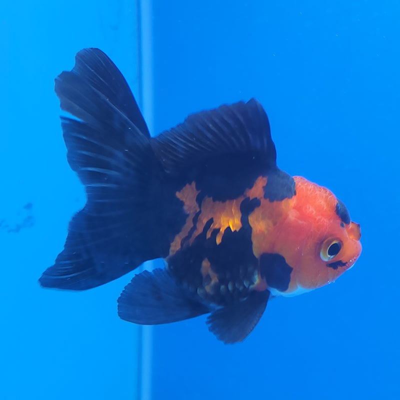 Thai Oranda Apache 2.5in Female (FEB-198)R3B07