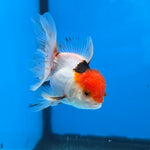 Thai Oranda Red Cap Panda Short body breed 2.5" Body male 6mths(FEB-562)R3B22