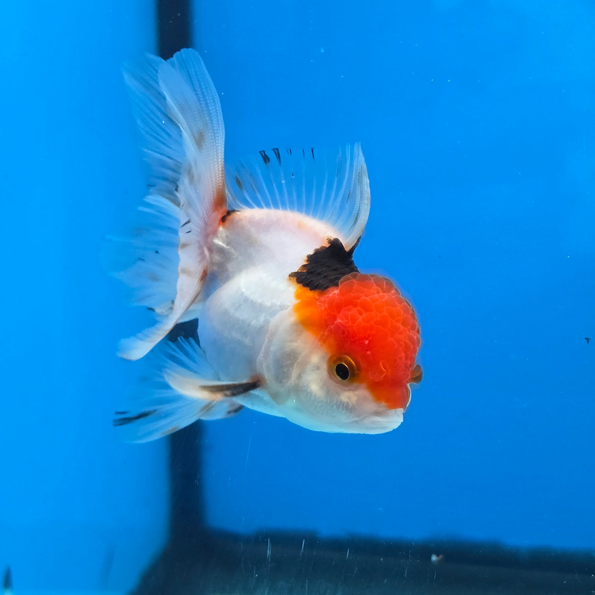 Thai Oranda Red Cap Panda Short body breed 2.5" Body male 6mths(FEB-562)R3B22