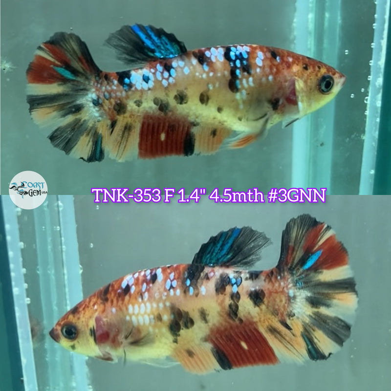 Live Female Betta Nemo Metallic Plakad(TNK-353) SHigh quality what you see what you get!!