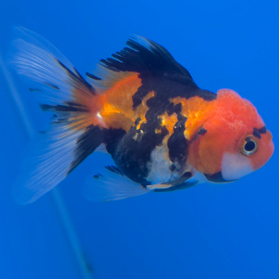 Thai Oranda Apache 2in Female (FEB-548)R3B17