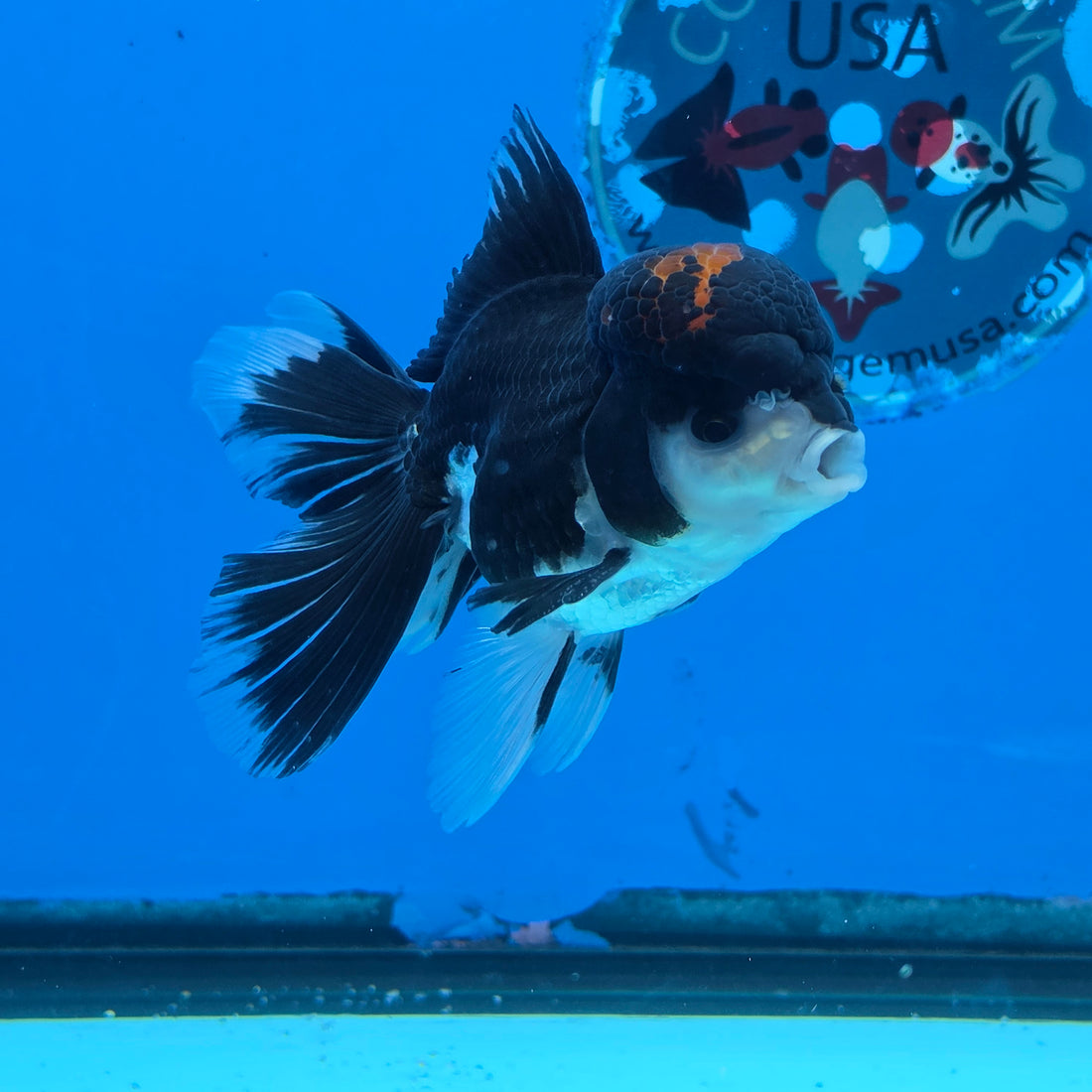 Thai Oranda Red Cap Panda Color 3 in Body Male (FEB-535)R3A03
