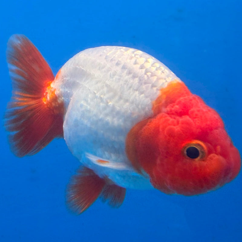 Thai Red & White Ranchu 3.5” Body Female(FEB-409) BLUETUBD