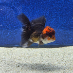 Thai Oranda Apache 2.3” Female(FEB-655)R3B21