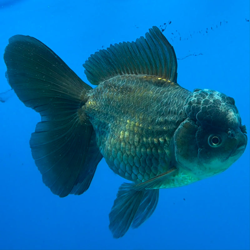 Thai Oranda Green Silver 4.5in Female (FEB-430)R2B05