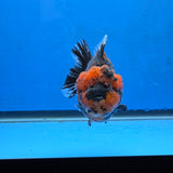 Thai Oranda Black Tiger Godzilla 4” Body Male (G-FEB-102)BlueTubB