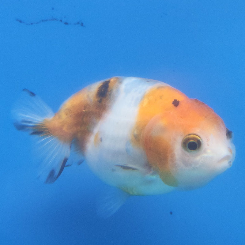 Thai Ranchu Tri-Color 2.5in Female (FEB-346)R3A14