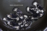 BLACK SAMURAI FEMALE BETTA Sorority Group Our Choice (CBG-053)