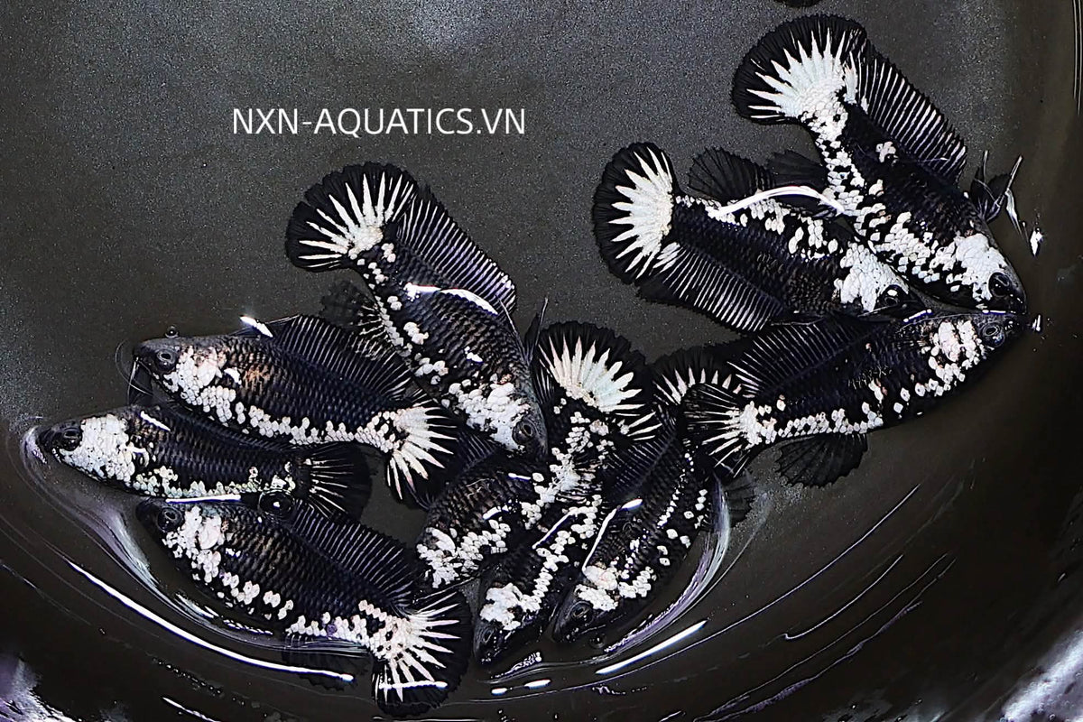 BLACK SAMURAI FEMALE BETTA Sorority Group Our Choice (CBG-053)