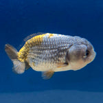 Thai Ranchu Silver Gold  Body 3in Female (FEB-492)