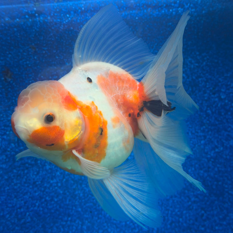Thai Oranda Red & White Sakura 4in Female (FEB-468)BLUETUBA