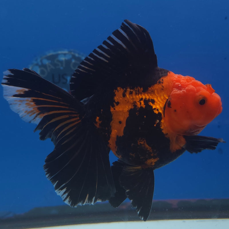 Thai Jumbo Oranda Apache 5in Female (FEB-220)BLUETUB2