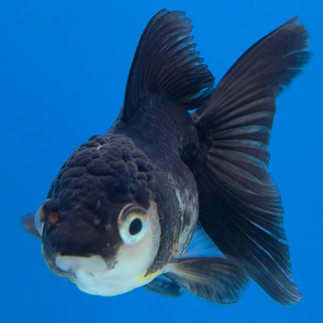 Thai Oranda Panda 2.5” Male(FEB-630)R3B15