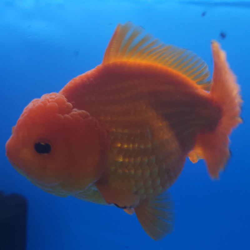 Thai Jumbo Oranda Red & White 4in Female (FEB-233)BLUETUB1