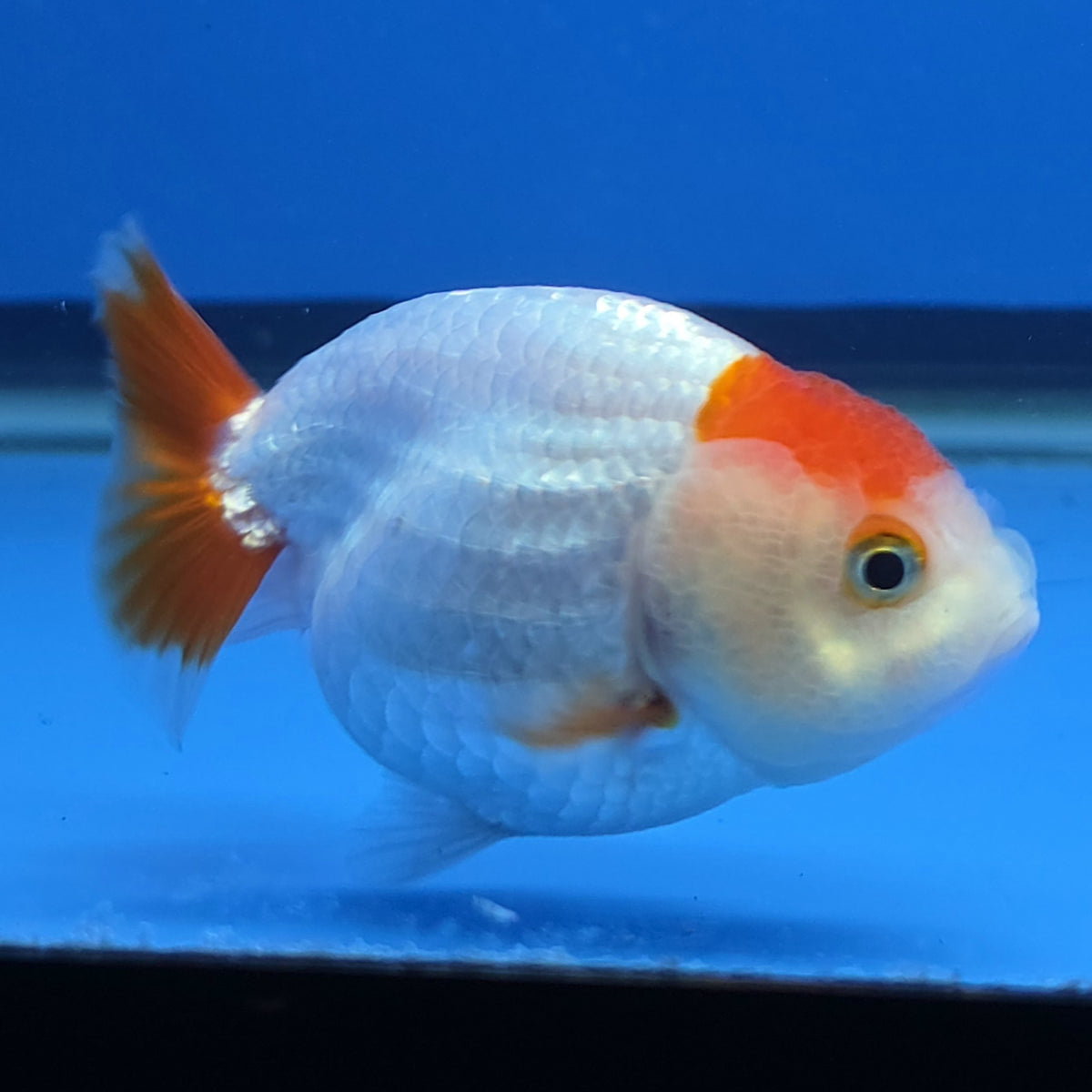 Thai Ranchu Red and White 2.50" Body Female (FEB-814)R2B05