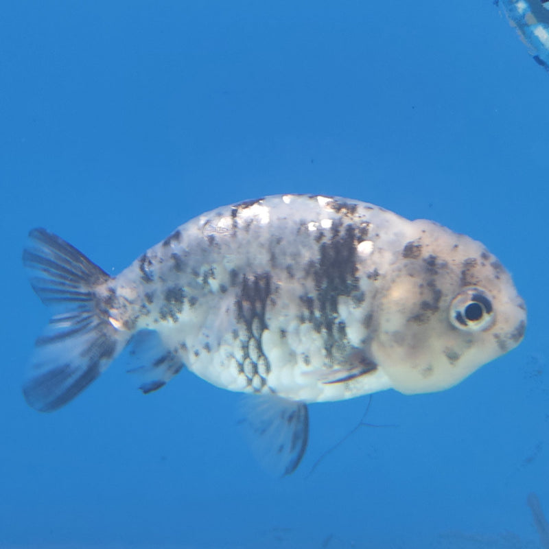 Thai Ranchu Granite 2.5in Female (FEB-339)R3A14