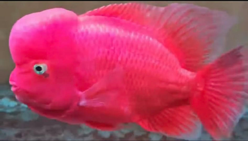 Super Red Monkey 4.00 inch Male (SNOW-SRM)