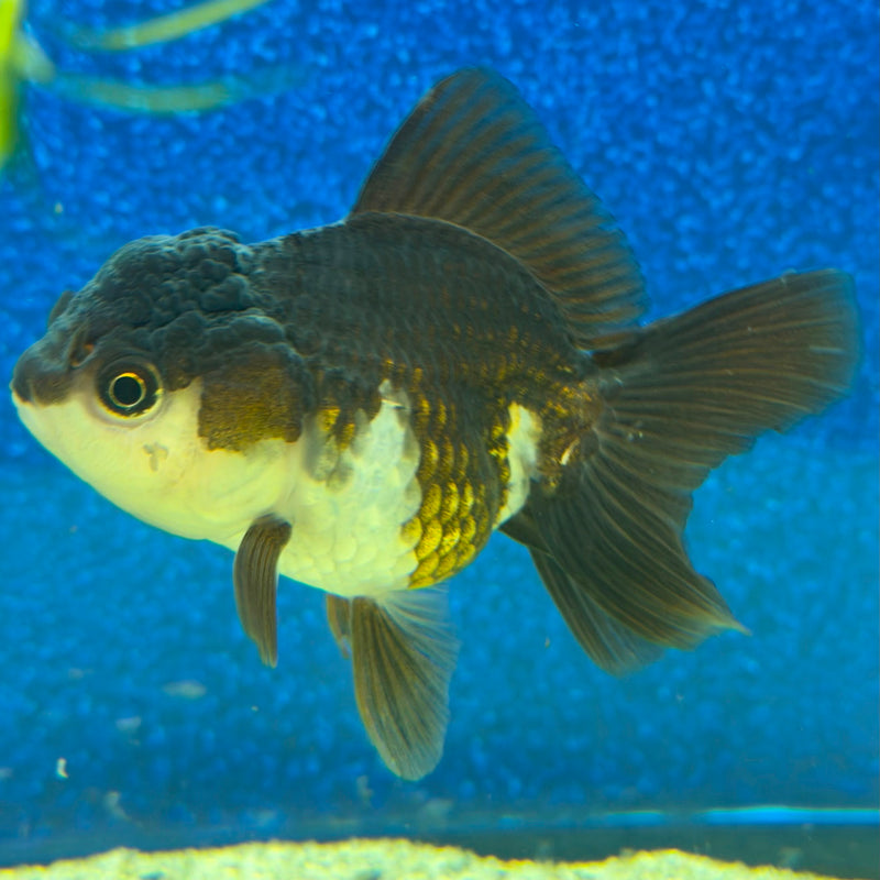 Thai Oranda Panda 2.5in Female (FEB-475)R3A13