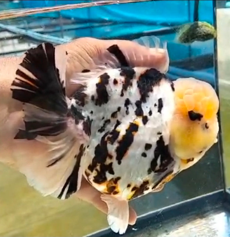 Thai Jumbo White Tiger Orchid Tail Oranda by NK THAILAND 5.00 inch Body (NKT-JO2051)