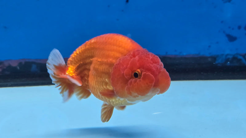 Thai Red/White Lionchu Ranchu 2.75 inch Body Male (NNN-2085)R4C08
