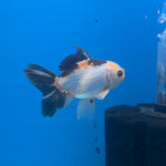 Thai Oranda Tri-Color 2.5” Female(FEB-681)R3B01