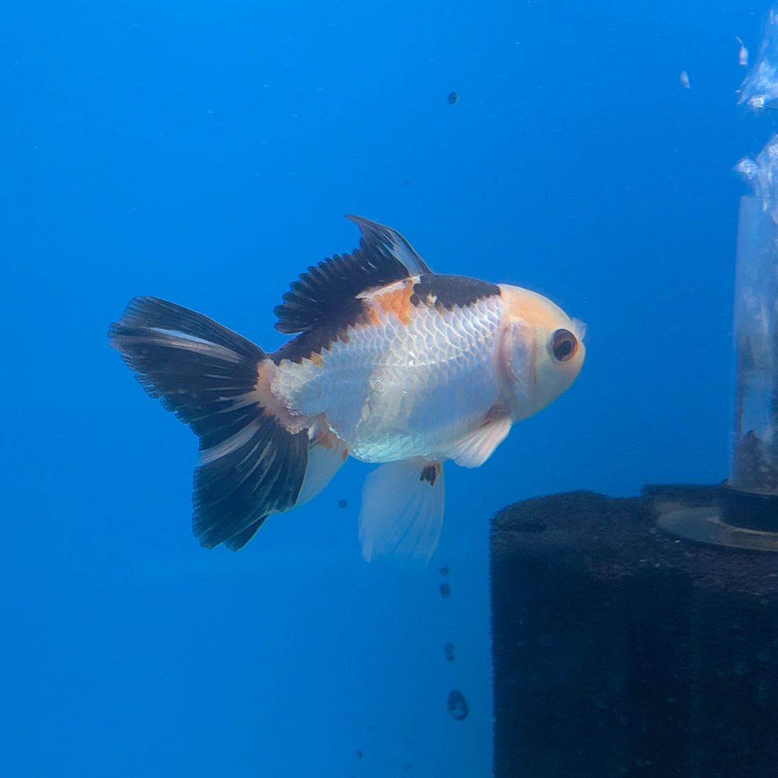 Thai Oranda Tri-Color 2.5” Female(FEB-681)R3B01