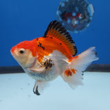 Thai Oranda Tri-Color 3” Female (FEB-258)R3A04