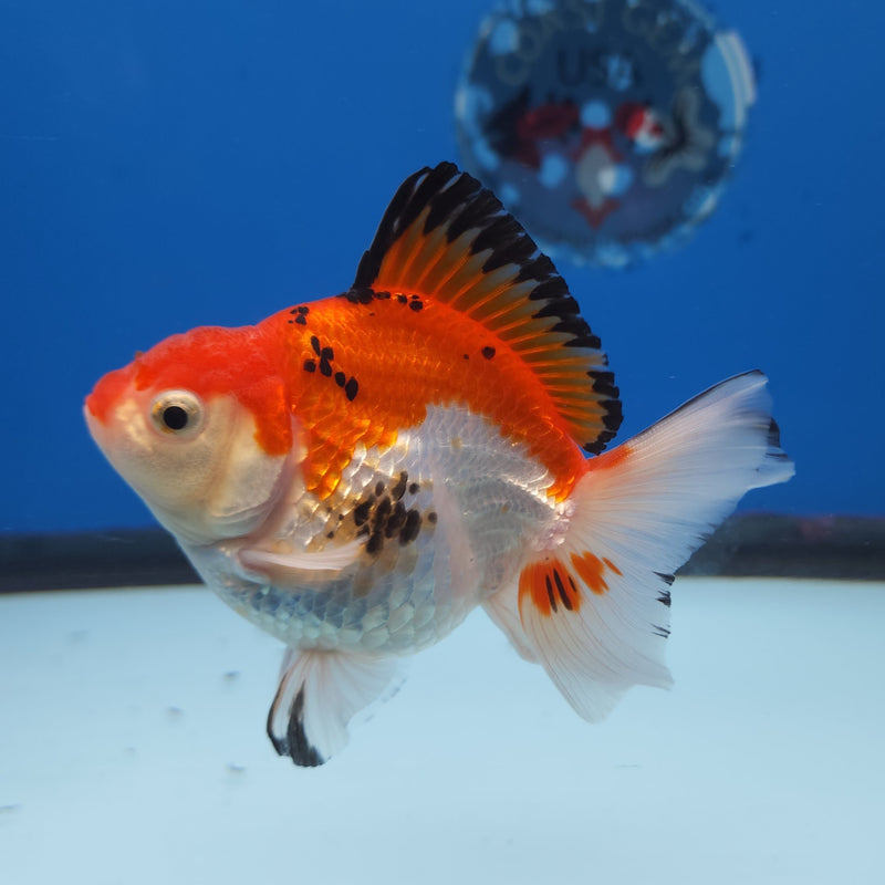 Thai Oranda Tri-Color 3” Female (FEB-258)R3A04