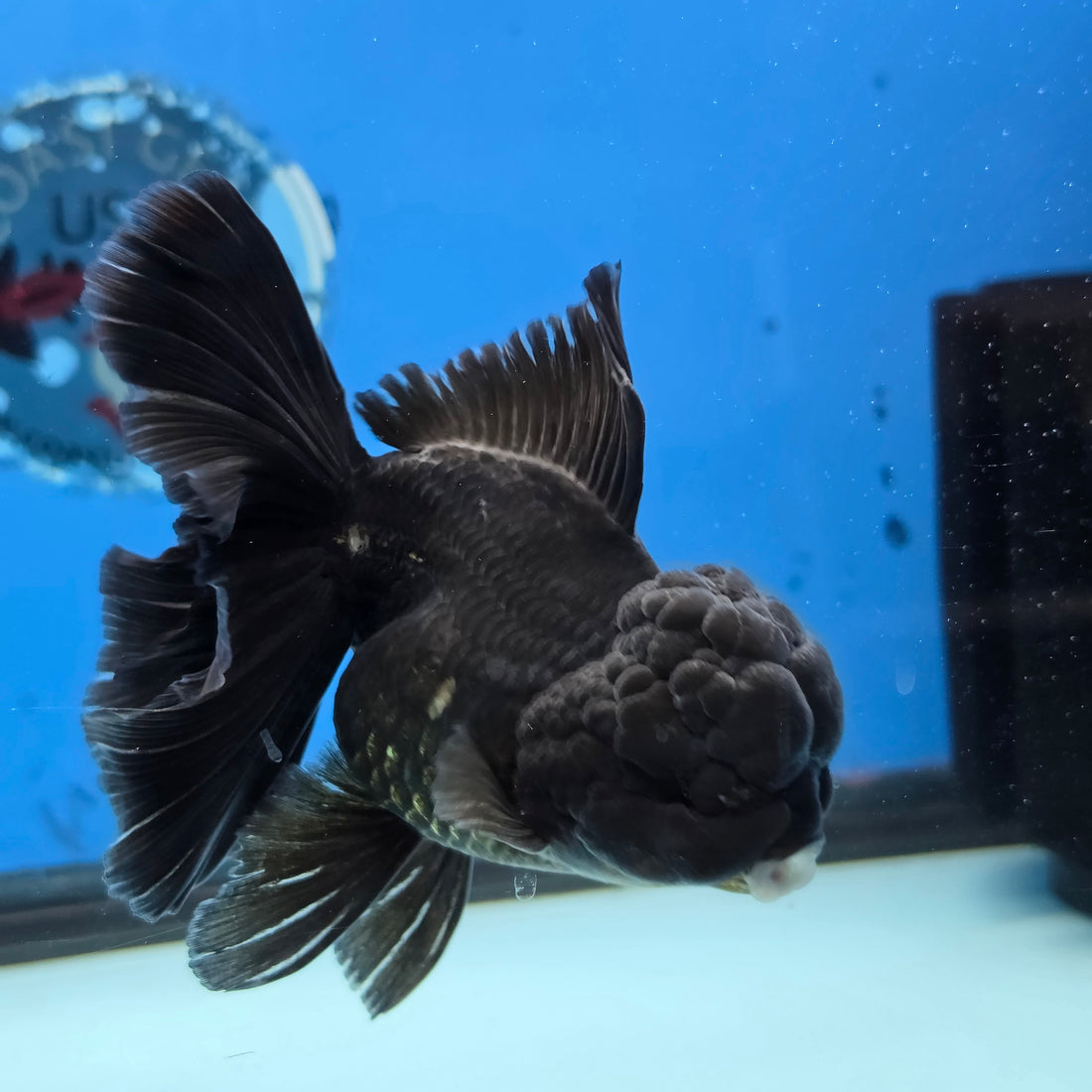 Thai Oranda Super Black 3.5” Female(FEB-726)R1B07