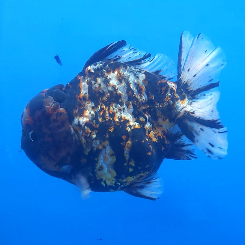 Thai Jumbo Black Tiger Orchid Tail Oranda by NK THAILAND 5.00 inch Body (NKT-FEB-377)