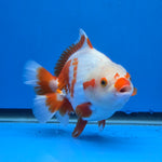 Thai Oranda Yuanbao Red and White 5.00" Body Female (FEB-737)R2A09